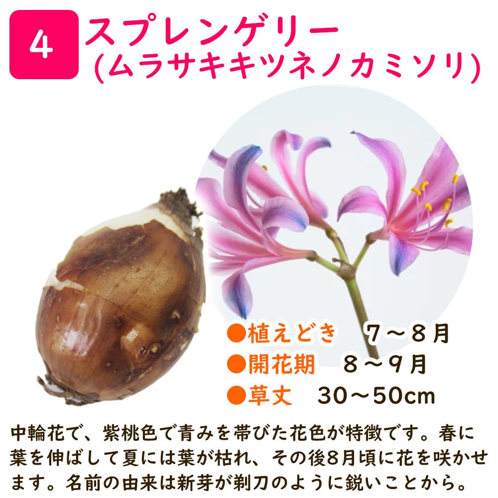 Amazon.co.jp: リコリス 球根 【3球】【スプレンゲリー】ムラサキ