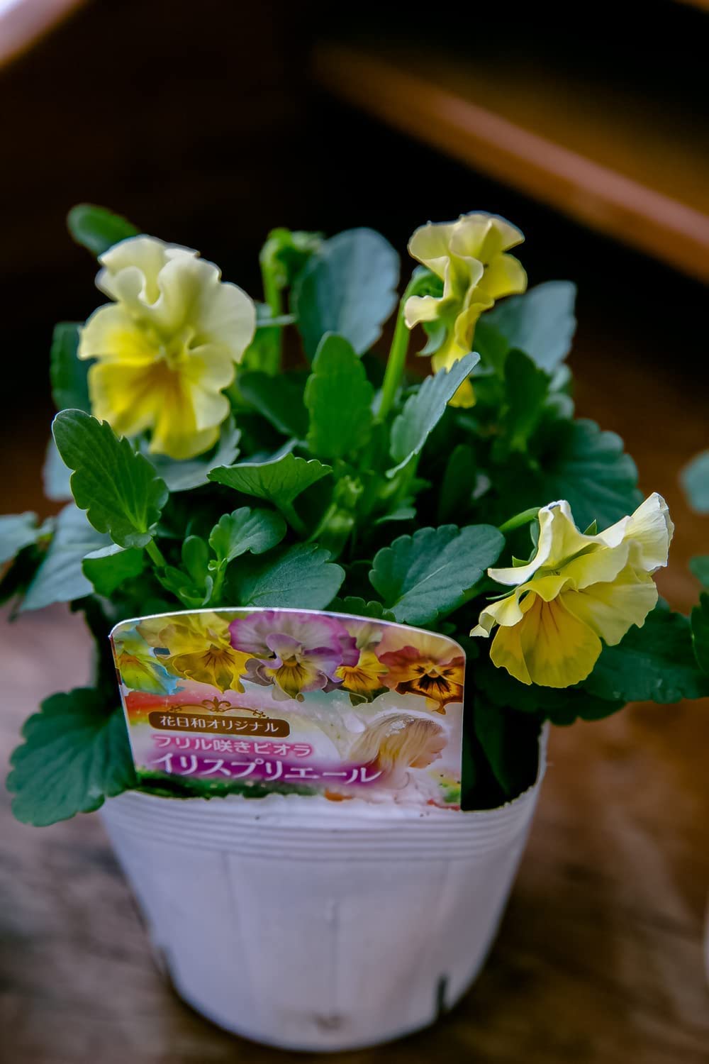 Amazon｜【希少品種】花日和さんオリジナル 【イリスプリエール】3個