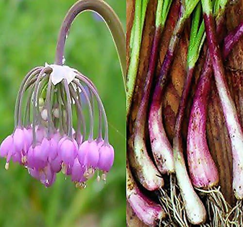 Amazon ピンクの玉ねぎの花の種子をうなじる Allium Cernuum 食用多年生冷たい丈夫なゾーン3 9 Myseeds Co パケットサイズ 40シード 花