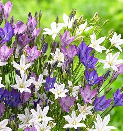 Triteleia Mix Bulbs - Easy to Grow, Drought Tolerant and Long-Lasting Flowers | Vibrant, Low-Maintenance Triteleia Flowering Bulbs for Planting (20 Pack)