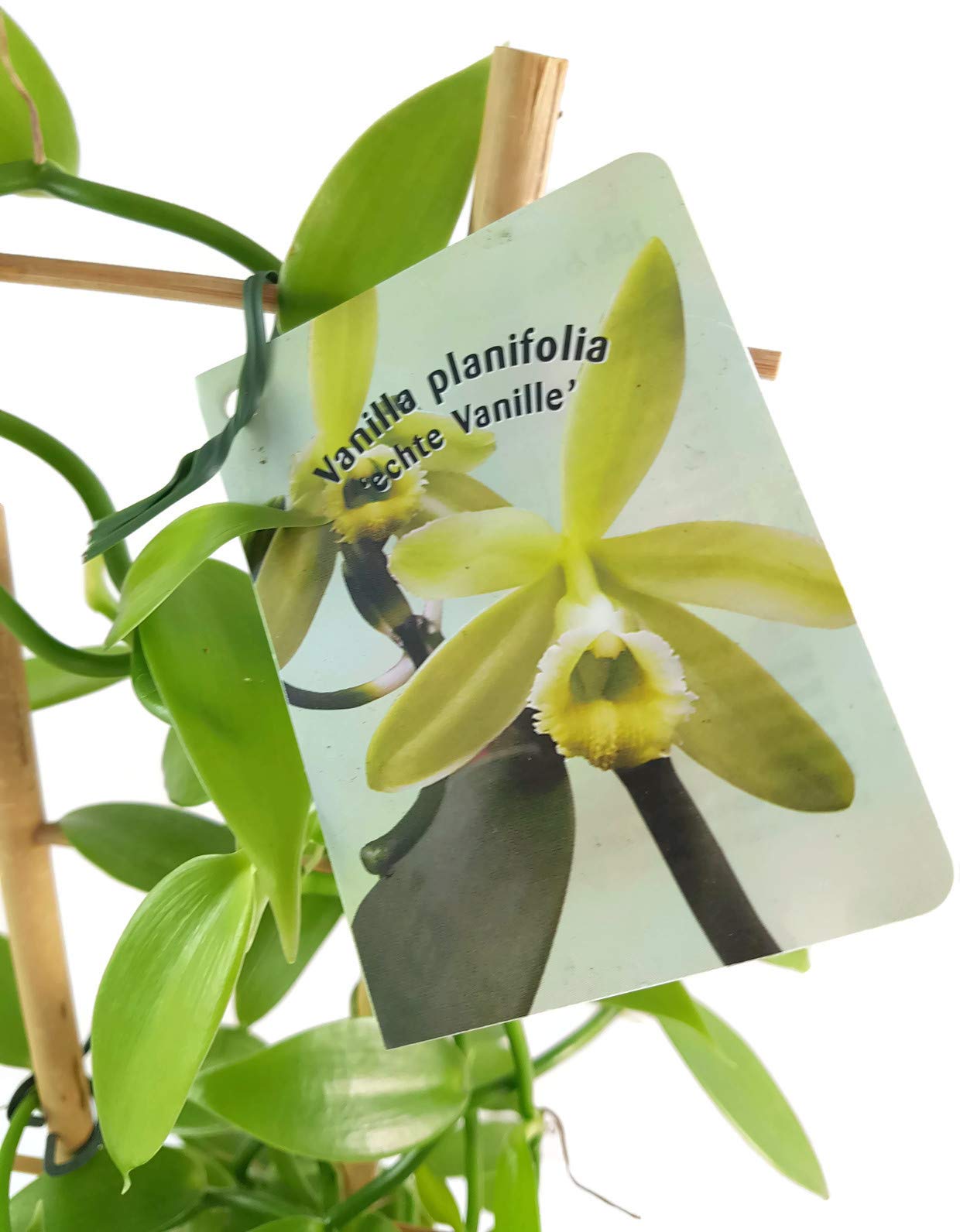 Vanilla planifolia - die echte Vanille Orchidee als zauberhafte Zimmerpflanze - nützliche Dekoration für Küche und Bad