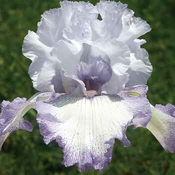 Amazon.co.jp: ジャーマンアイリス 株分け苗 アコマ 1株 ジャーマン