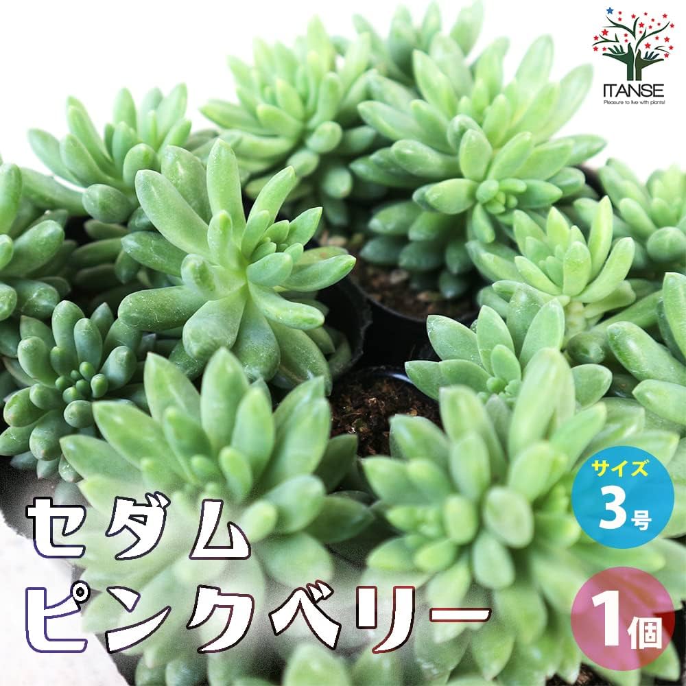 Amazon｜セダム ピンクベリー 3号ポット 1個売り【品種で選べる
