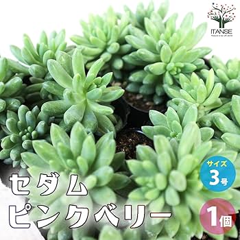 多肉植物 緑とピンクのグラデーション*3 多肉植物 寄せ植え○多肉 そのまま飾れて増やせる 2.5号