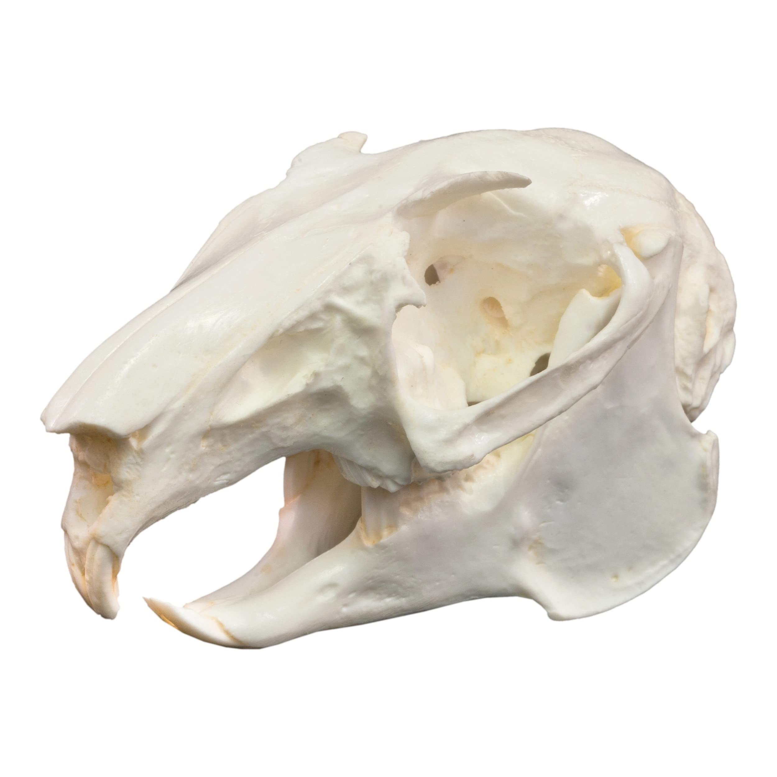 Snowshoe Hare Skull (Teaching Quality Replica)