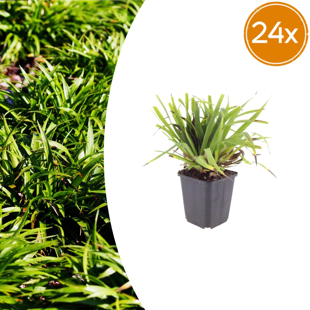 Luzula Sylvatica Sempreverde, per Giardini Ombreggiati, Verde, Set da 24