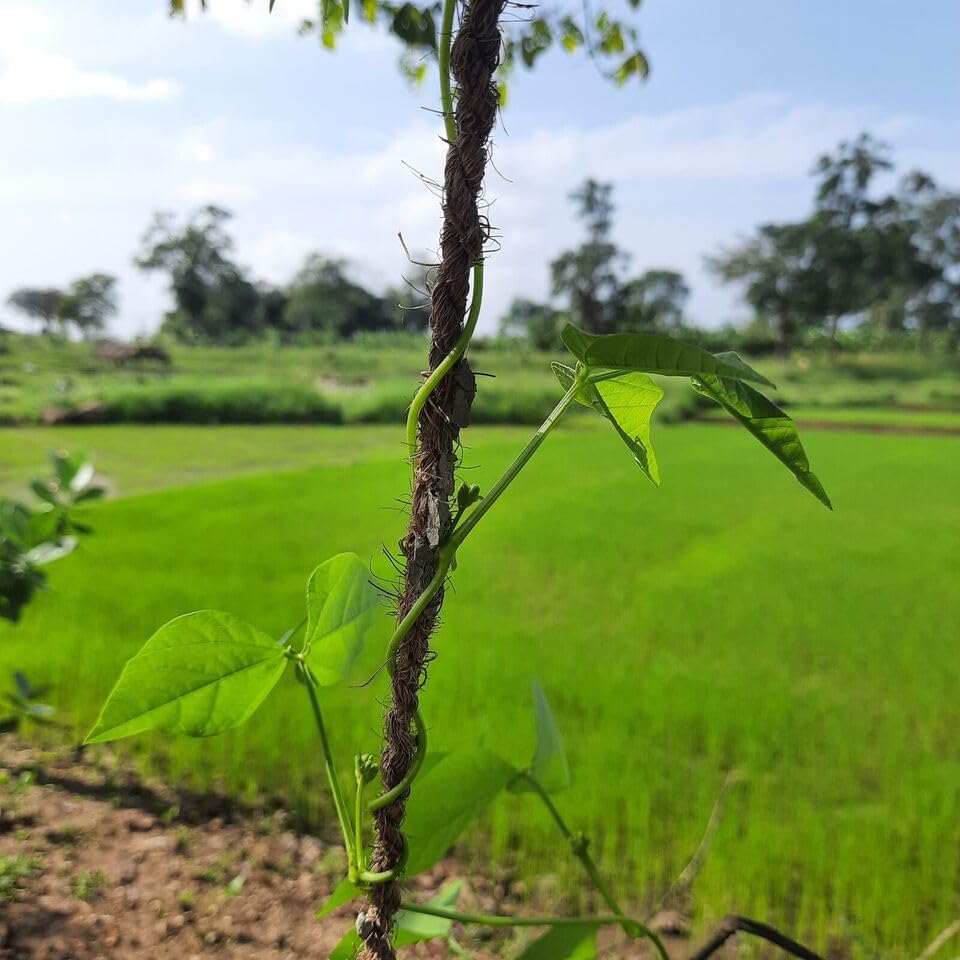 View 7
