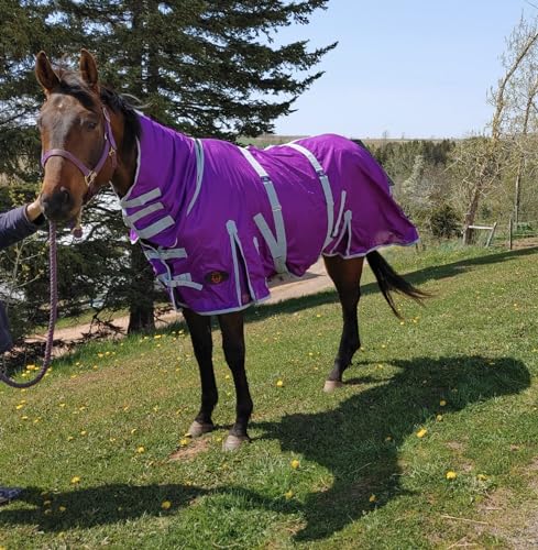 Image of Heavy Duty Horse Fly Sheet with Neck and Detachable Belly Band | Summer Sheet (80, Purple)