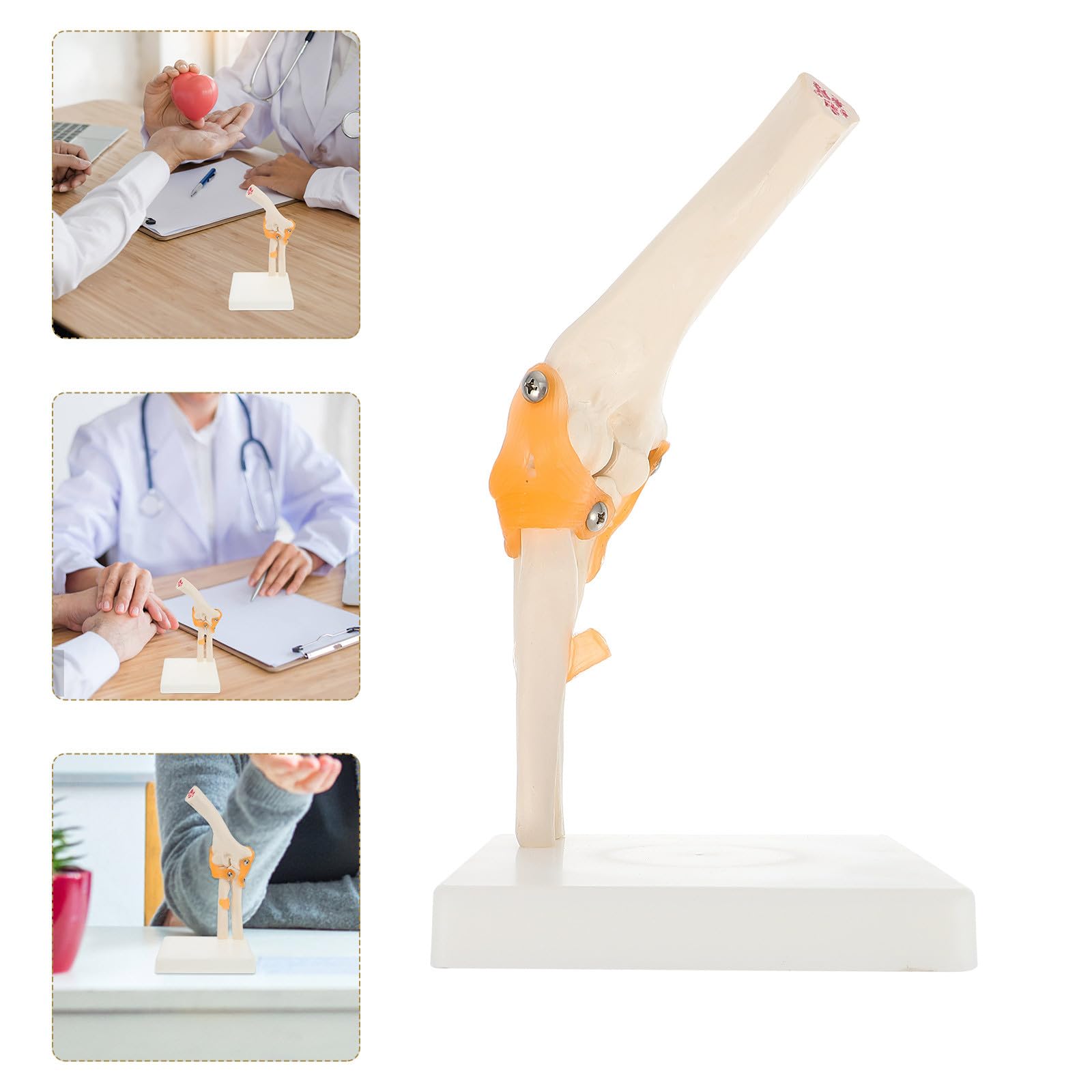 SHINEOFI Lebensgroßes Ellenbogengelenk Modell aus PVC für Anatomieunterricht und Klinische Schulung – 3D Skelettmodell mit Stativ