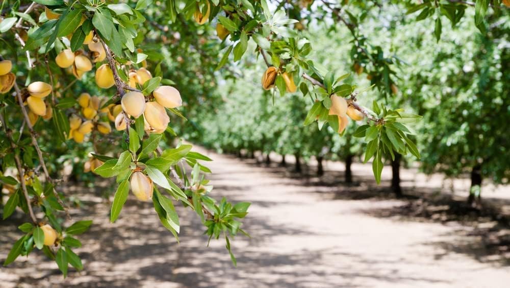 Almond Tree Seeds - 10 Seeds - Grow Almonds Trees