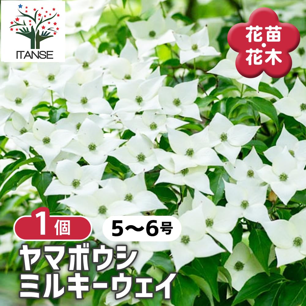 Amazon.co.jp: ITANSE ヤマボウシ ミルキーウェイ 5～6号 1個
