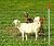 Keystone Steel & Wire 48x330 4x4 Goat Fencing