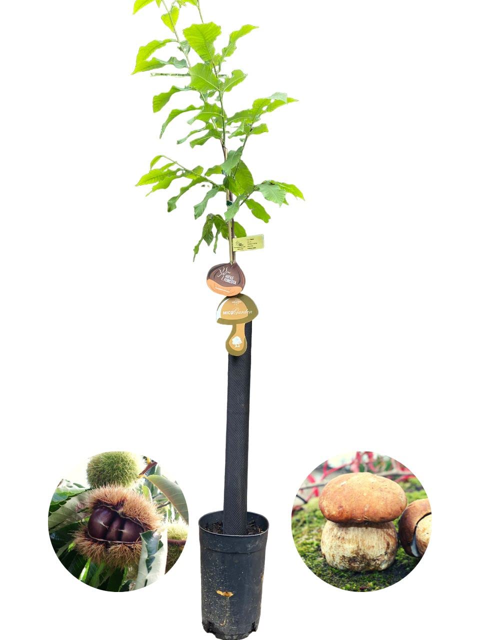 HIFAS- Árbol Frutal castaño. Pack de 4 árboles. Produce castañas grandes y setas (Boletus edulis). Altura 1-1,20m. Macetas de 3,5 litros. Variedad Bouche de betizac, injertado sobre castaño híbrido.