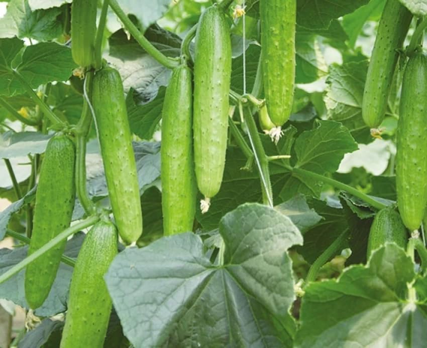 F1 Hybrid Green Cucumber Seeds, High-Yield Variety, Pack of 50, Home Garden Growing-image-2