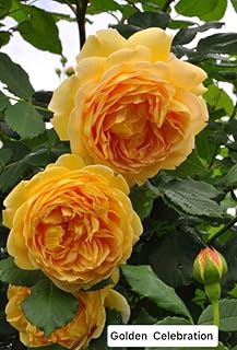 バラ苗 昨年挿し木苗 ゴールデンセレブレーション 廃盤 ネコポス