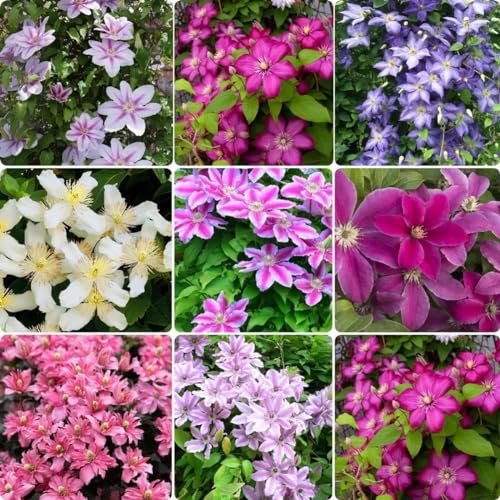 Top Clematis Varieties For Thriving Gardens In Zone 7a