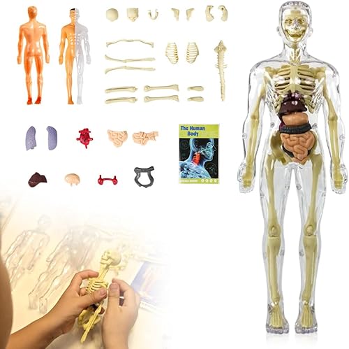 Modelo de torso de cuerpo humano 3D para niños, modelo de anatomía infantil, modelo de anatomía humana, modelo de cuerpo humano 3D, modelo de órgano