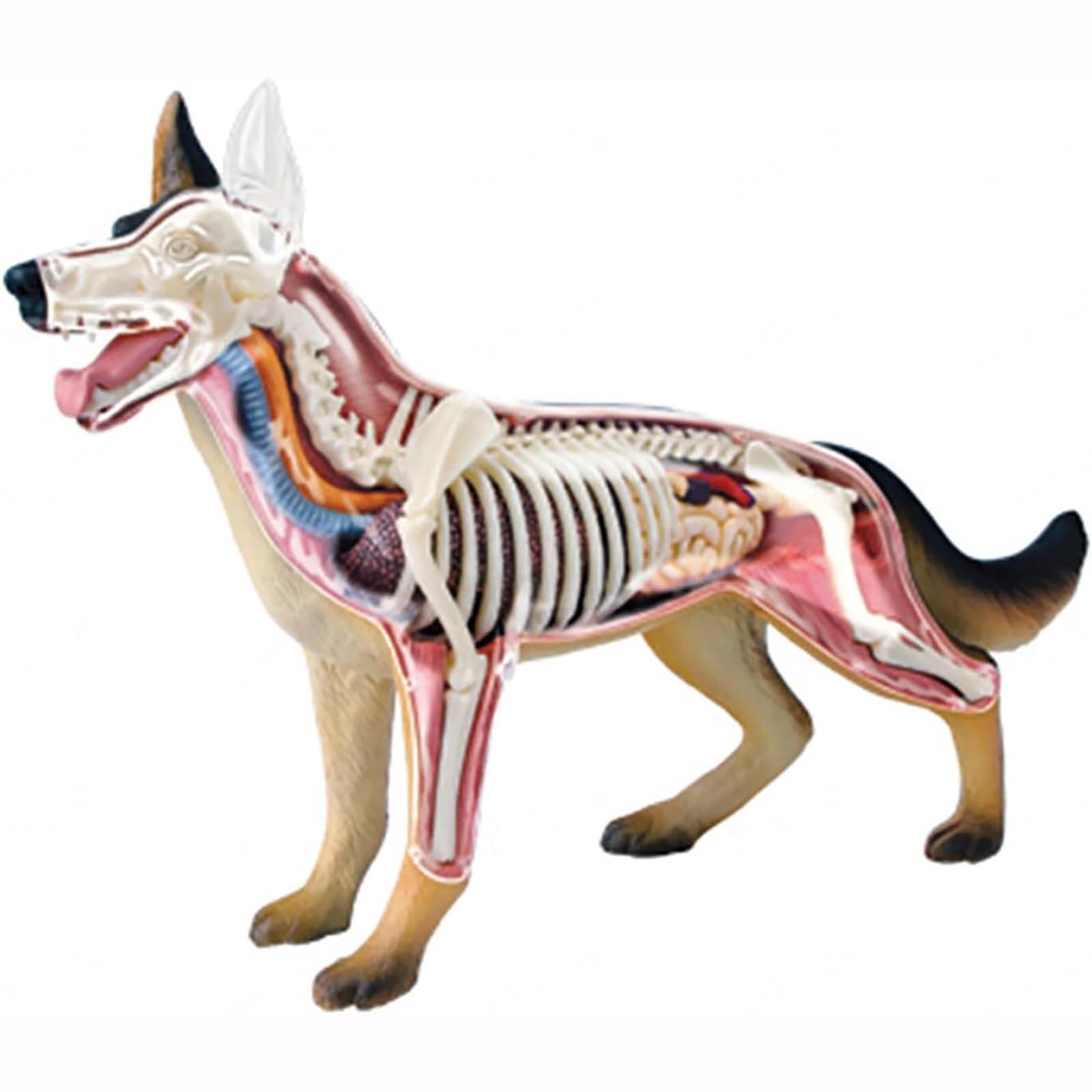 Modèle d'anatomie de Chien, Squelette de Chien, spécimen de Squelette d'animal, biologie détachable, 29 pièces for la démonstration de l'enseignement des Animaux 4D