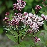 フジバカマ：濃色3号ポット 2株セット[秋の七草 藤袴]