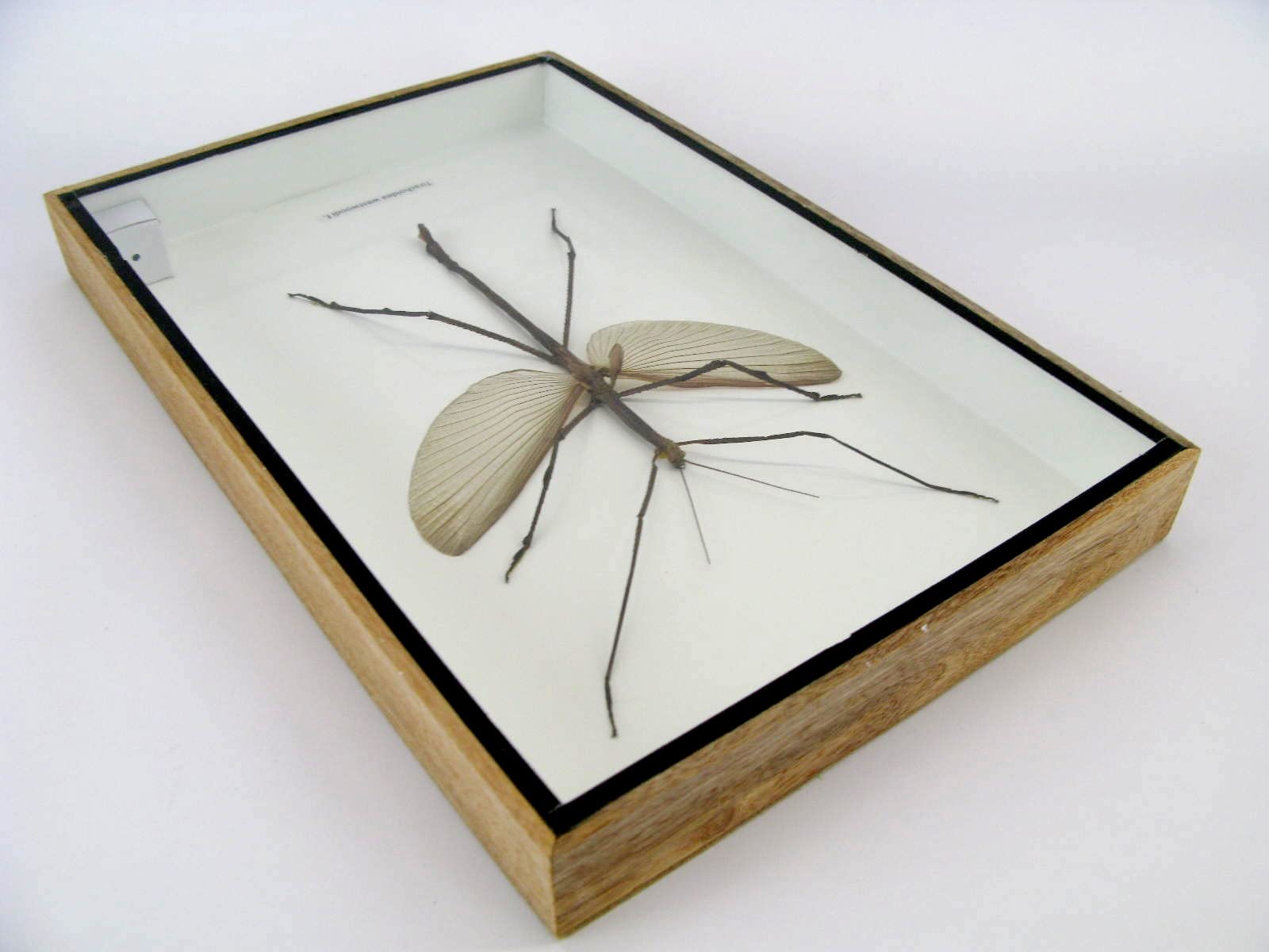 Echte präparierte und riesige Insekten, Cicaden und Krabbler im Schaukasten aus Holz hinter Glas … (Tirachoeda westwoodi m.)