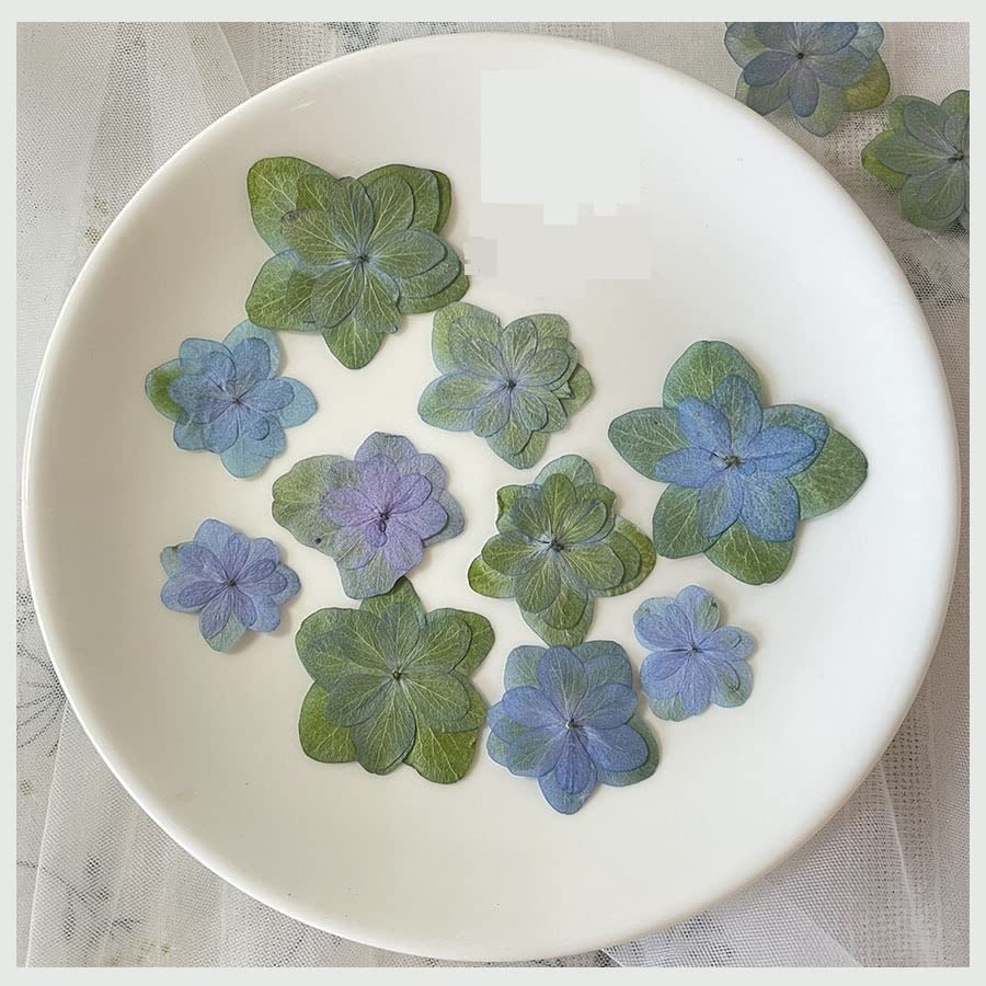120 flores prensadas secas de hortensia para manualidades miniatura 4