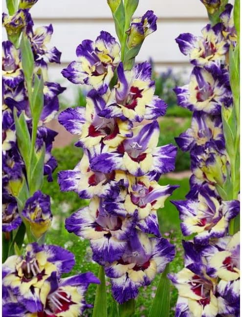 Flower Bulbs,Gladiolus - Circus Club, x20 Large Size Bulbs, Gladioli Bulbs.for Planting Now