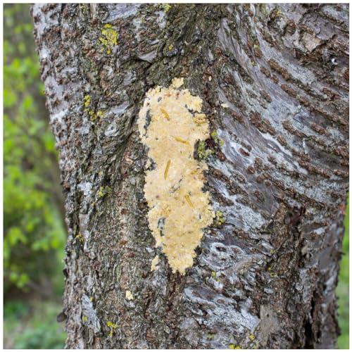 JR FARM Bark-Butter Soldatenfliegen 2 kg für Wildvögel im Garten oder auf dem Balkon