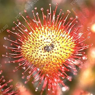 Seeds 50 Clip Pink Pieces of Dionaeaaaaaa Giant Venus Semi-Bonsai Bonsai Flower Seedss Seed Seed Seedss Carnivorous Multi-Colored: Only Seeds
