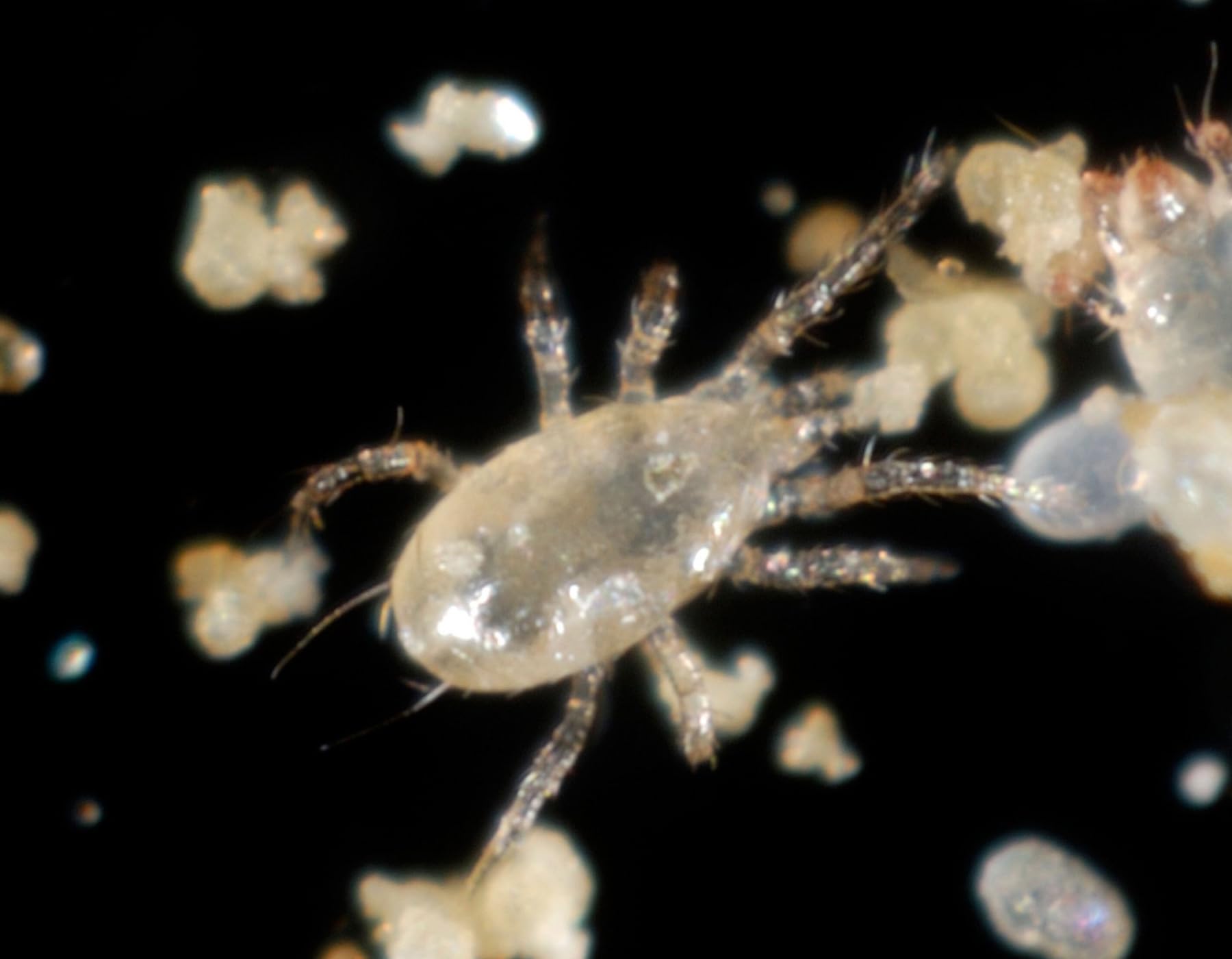 Amblyseius andersoni (25,000 in Hanging Sachets)