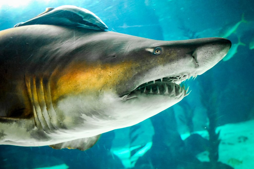 Amazon.com: Sand Tiger Shark Up Close Photo Photograph Shark