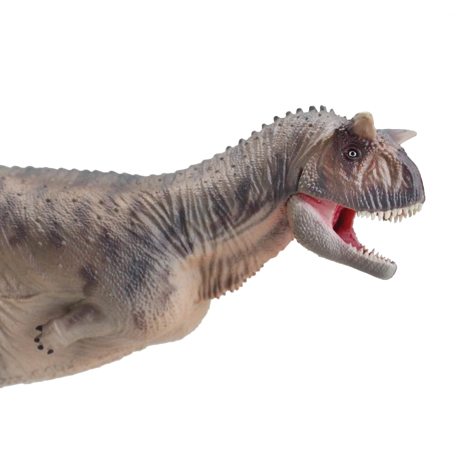 AMITD Carnotaurus (Zhoutong)