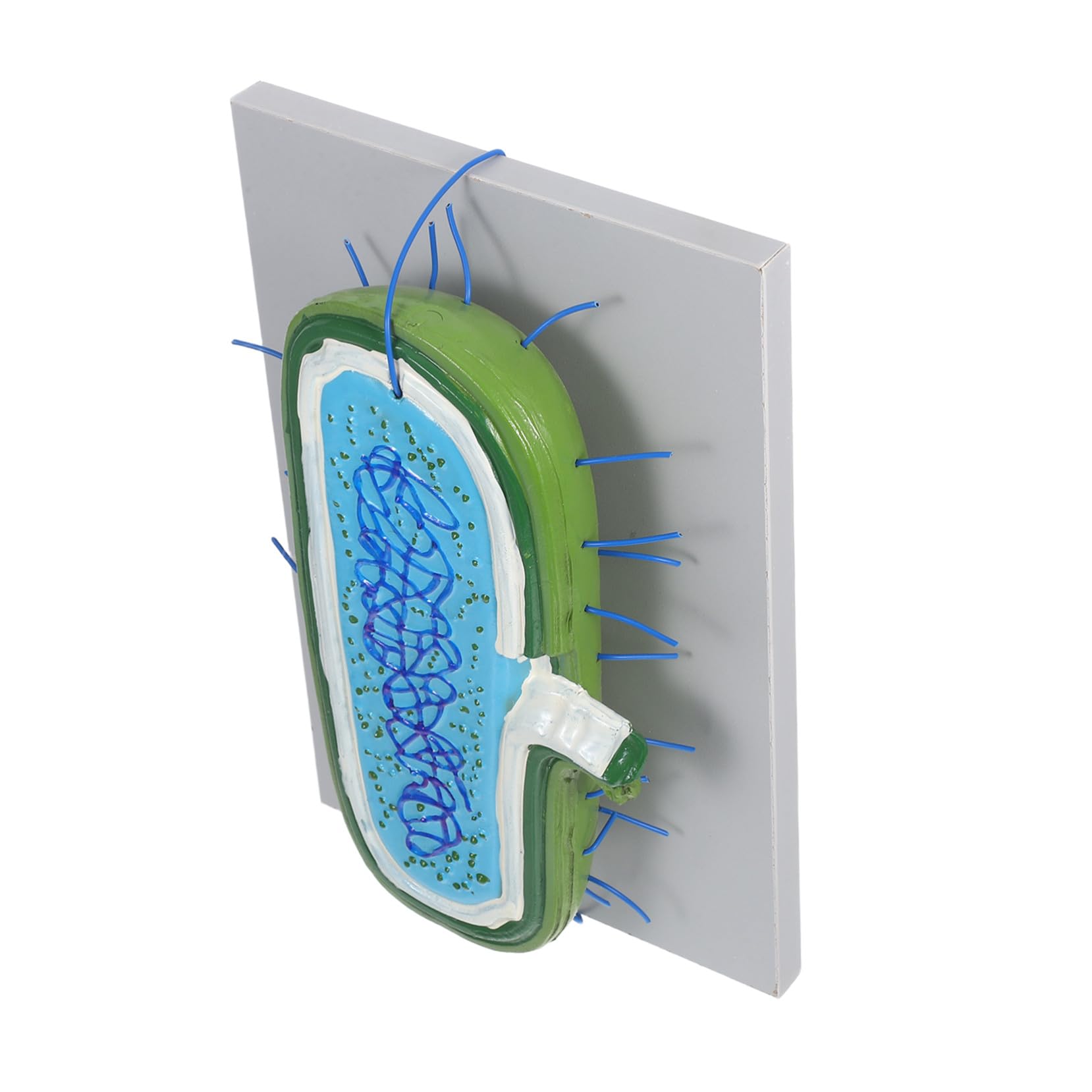 LIFKOME Zellmodell für Schüler Unterrichtsmodell Anatomisches Modell mit Kernmodell und Organellen Lernspielzeug für Biologie