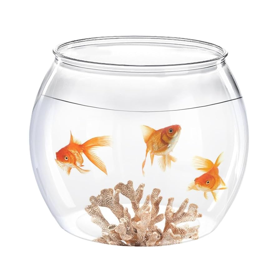 Amazon | ベタ魚用水槽 - 金魚用の丸い魚の水族館のコンテナ