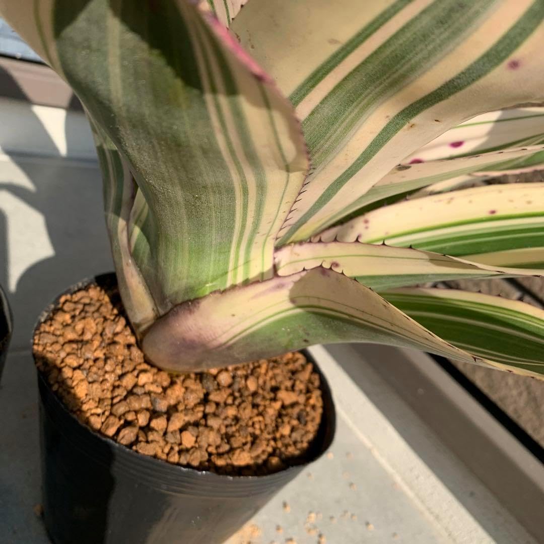 Neoregelia Insane Albo