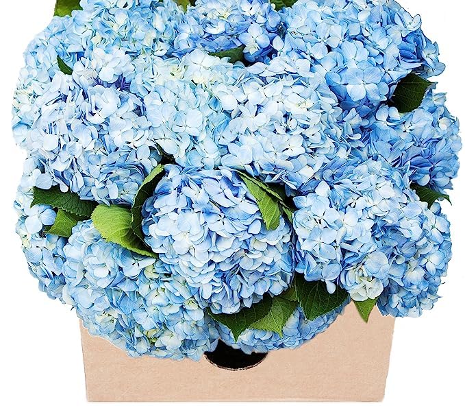KaBloom - PREMIUM 30 Blue Hydrangeas - Fresh Flowers for Birthday, Valentine's & Mother's Day