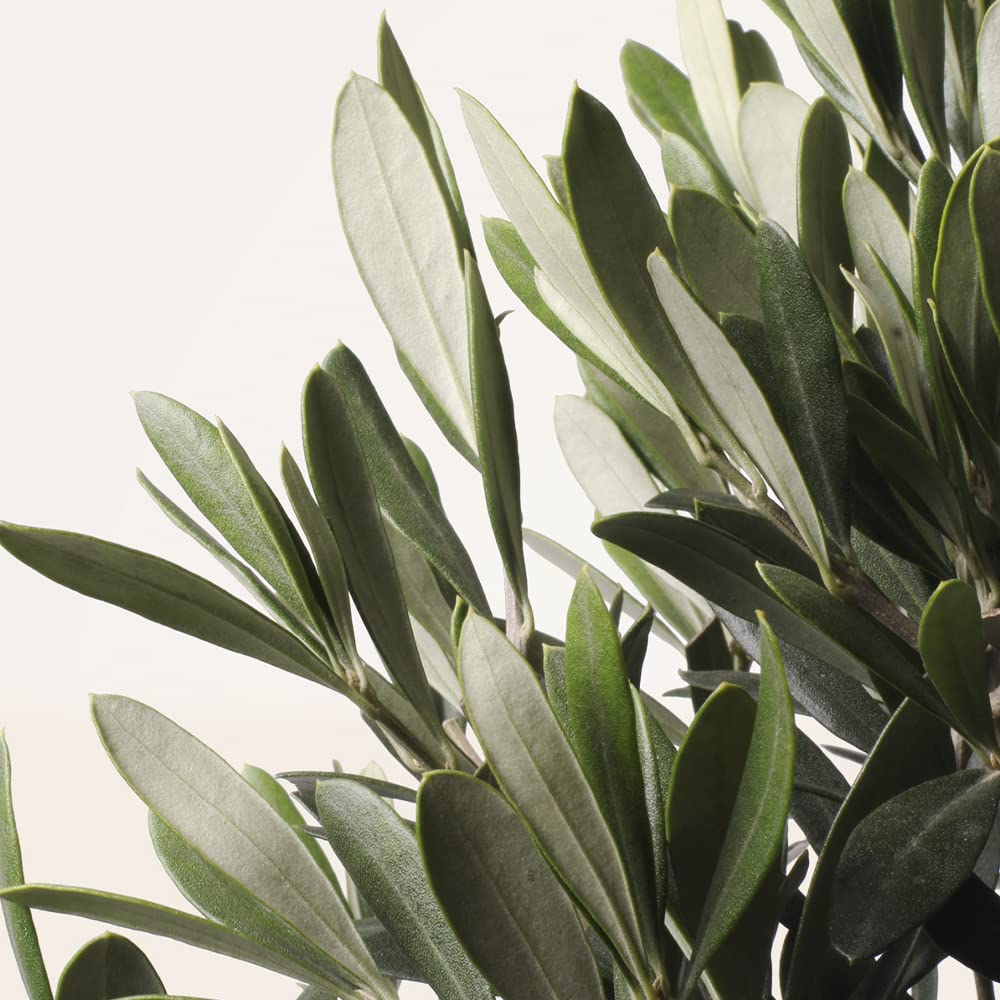Olivo u Olea Europea | Planta natural ideal para exterior con altura 30-40 cm en maceta tipo tarrina 19ø | April Plants