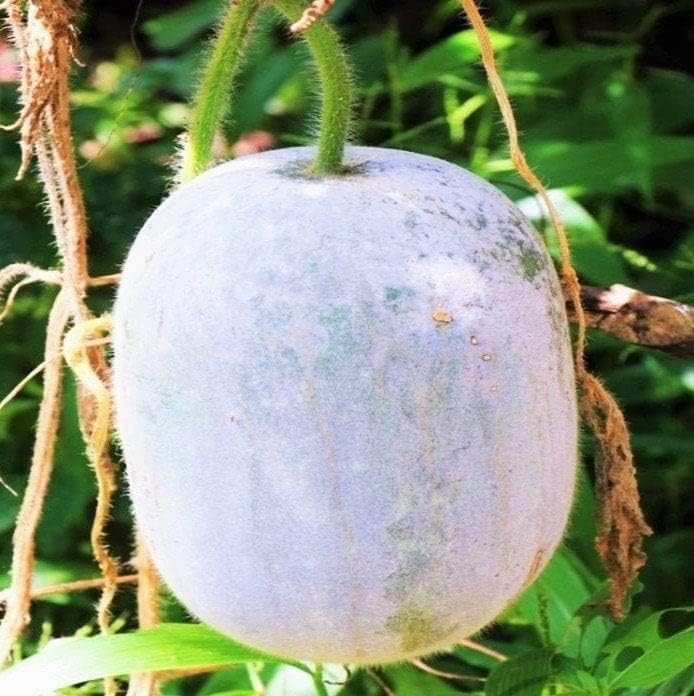 TomorrowSeeds - Semillas gigantes de melón de invierno de piel blanca - Paquete de 30 unidades - para calabaza de cera de ceniza 2023 chino Dong Gua