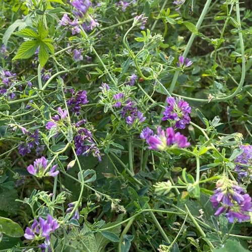 semillas de alfalfa, jardín orgánicas resistente jardín parterre resistentes en, 400pcs