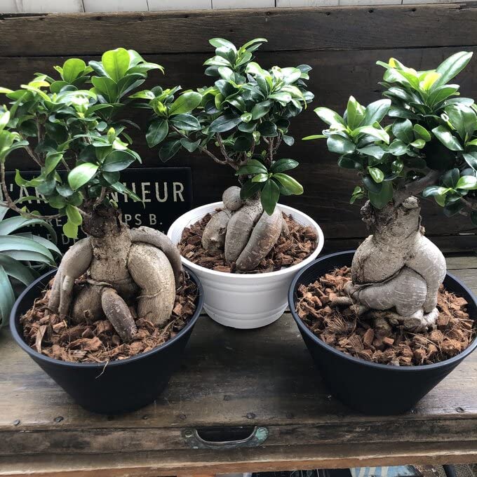 Amazon｜大サイズ ガジュマル 7号浅鉢 立派 精霊が宿る木 観葉植物
