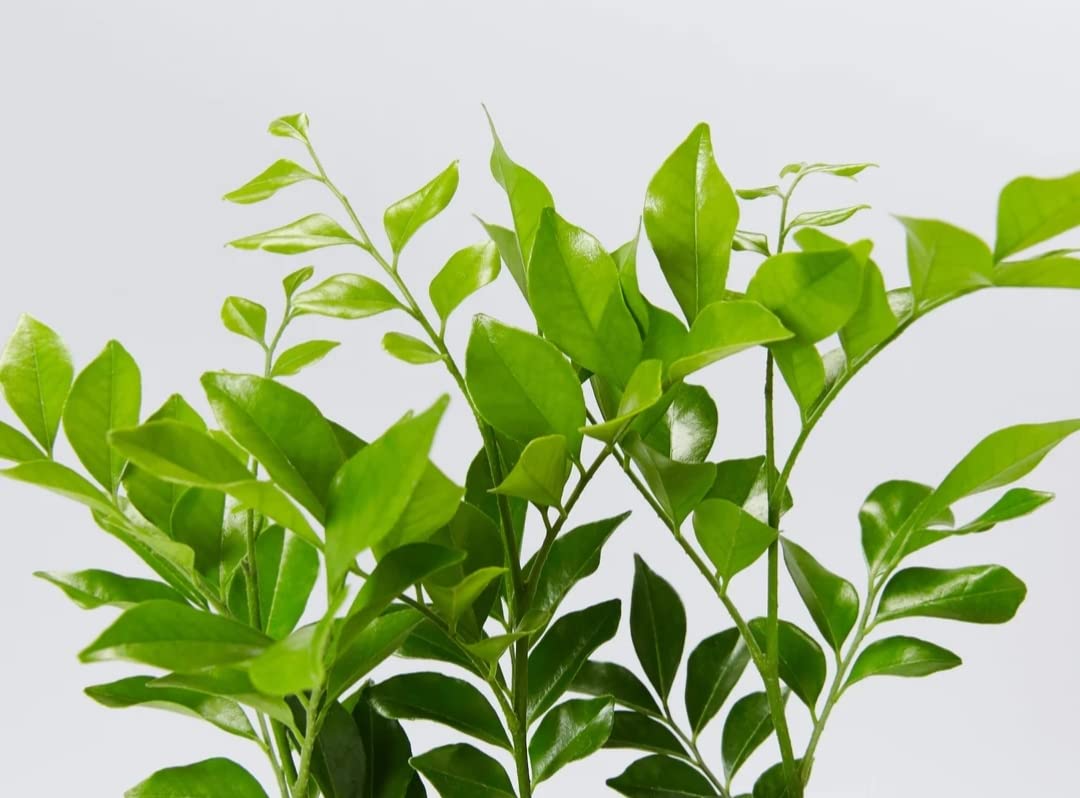 See full amazon price history chart for GARDENOPOLIS - Kamini/Murraya Plant - Fresh Green & Healthy Plant - Shipped in Safe & Secured Packaging (Kamini Plant) GARDENOPOLIS - Kamini/Murraya Plant - Fresh Green & Healthy Plant - Shipped in Safe & Secured Packaging (Kamini Plant) (B0CDVGQXXV) Amazon Price History, Amazon Price Tracker