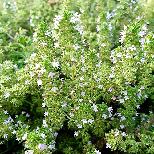semi di timo selvatico - resistenti esterno giardino appartamento balcone perenni 100pcs