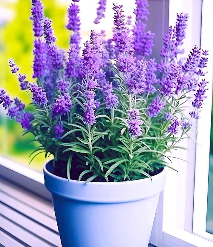 Lavender Live Plant All Season Purple Lavender Live Flower Plant For Home Garden Indoor/Outdoor Plant With Plastic Pot. (Pack Of 1)