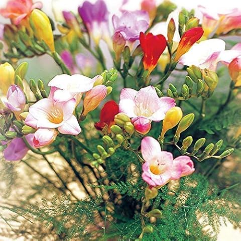 Mixed 25 stem Guernsey Freesias Bouquet Comes with Our 8-10 Day Freshness Guarantee Cover