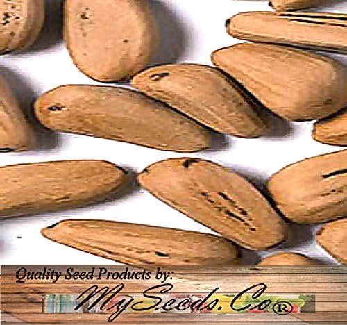 Miniatura 5 de Semillas para árbol de pino sin transgénicos de MySeeds.Co