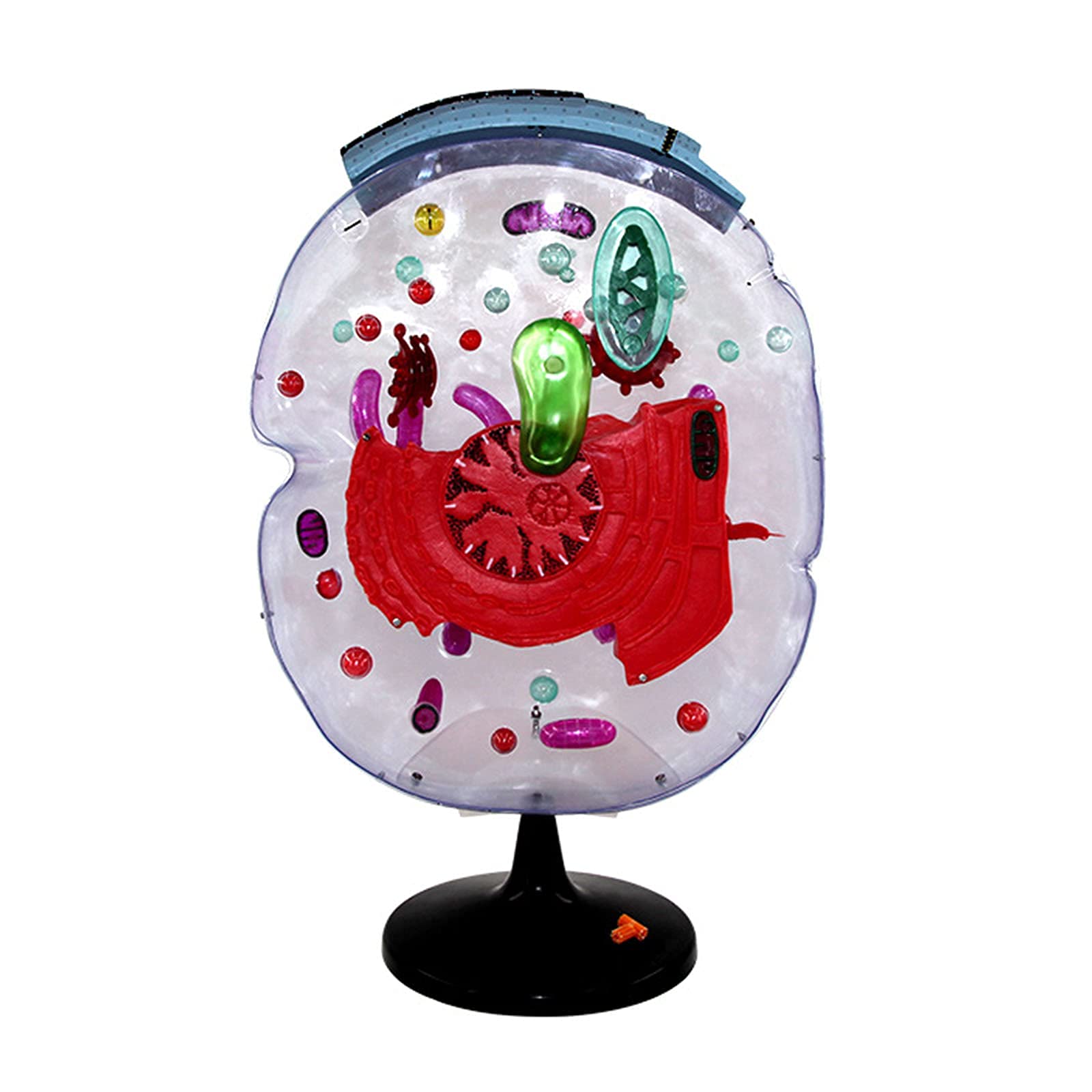 Buy Cell Submicroscopic Structure Models Study Model Zoom in 20,000