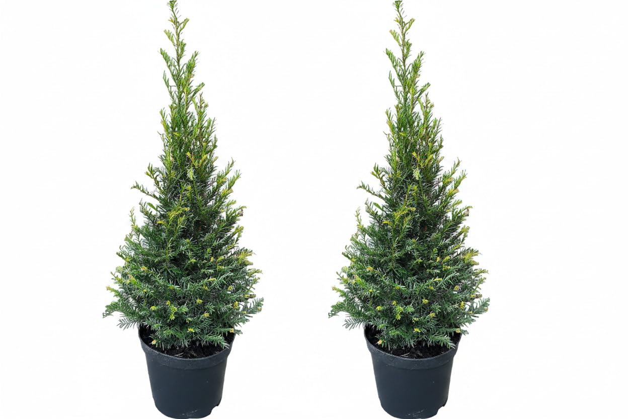 Taxus baccata Kegel 80–90 cm – 2 Stück Immergrüne Eibe | Winterhart, Schnittverträglich, Ideal für Hauseingang, Ideal für Terrasse, Ideal für Garten