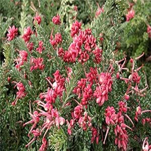 Pianta Grevillea Rosmarinifolia, Vaso 18cm, Altezza 30/35cm