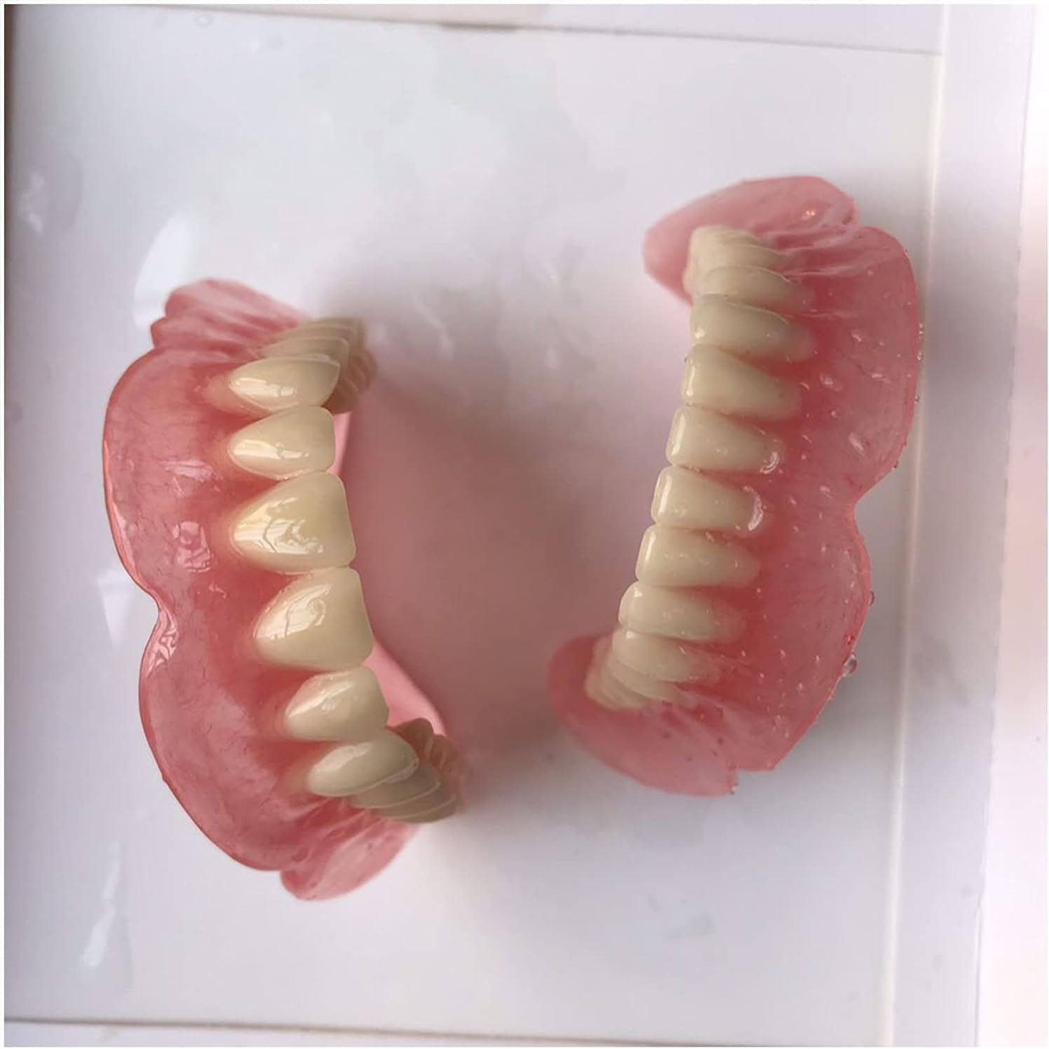 Modello di dente per l'insegnamento, strumento dimostrativo per denti superiori e inferiori, per bambini e studenti di odontoiatria, modello anatomico della bocca per studio e pratica