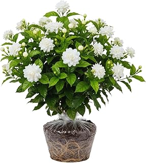 2 Maid of Orleans Arabian Jasmine Plants Live, 5 to 7 Inc Tall, Jasmine Plant Indoor Live Fragrant Flower Garden Outdoor Planting