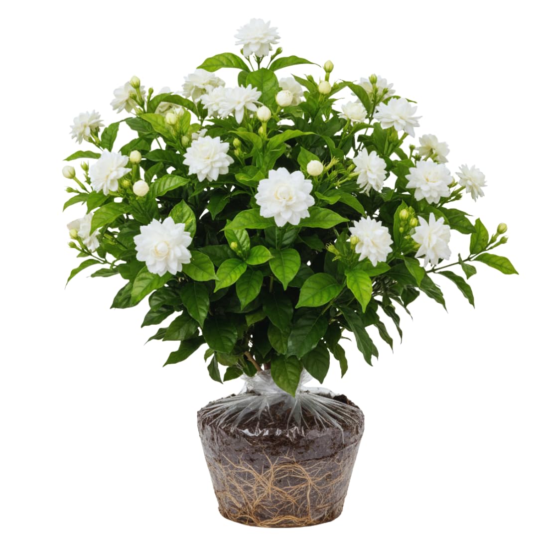 Amazon.com : 2 Maid of Orleans Arabian Jasmine Plants Live, 5 to 7